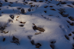 雪・落ち葉・霜　Ⅱ