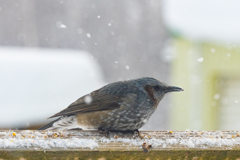 庭に来る野鳥たち　ヒヨドリ