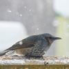 庭に来る野鳥たち　ヒヨドリ