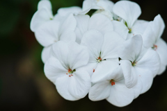 温室の花　④