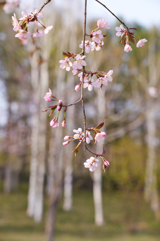 桜咲く　Ⅴ