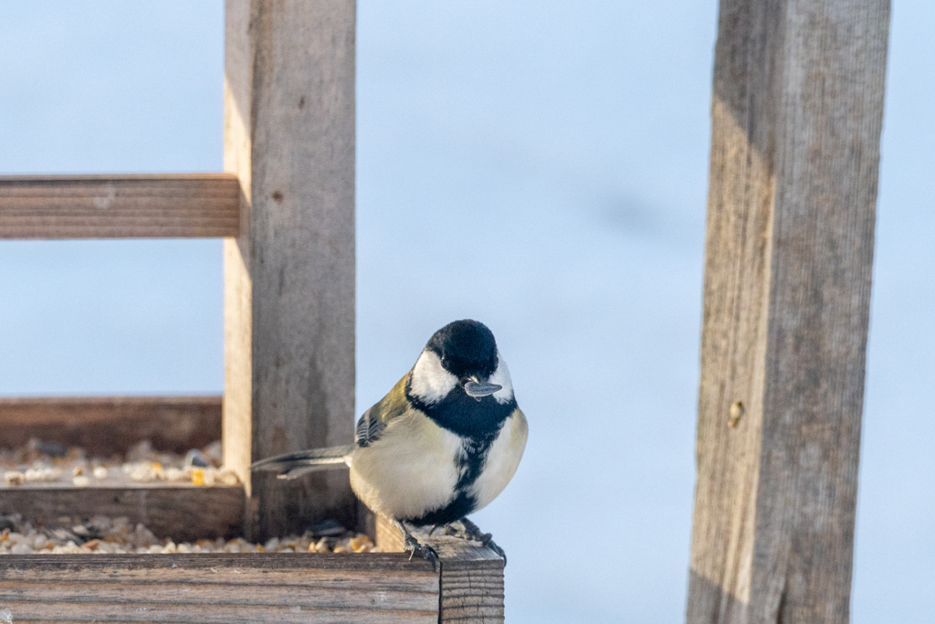 庭に来る野鳥たち　シジュウカラ