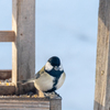 庭に来る野鳥たち　シジュウカラ