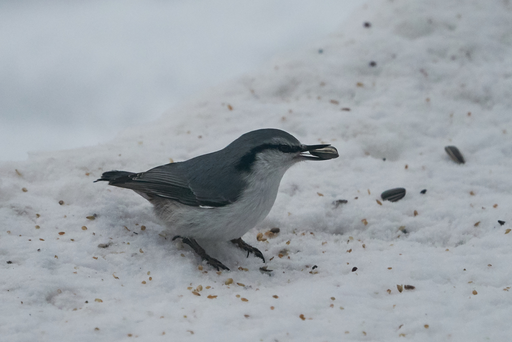 庭に来る野鳥たち　Ⅲ