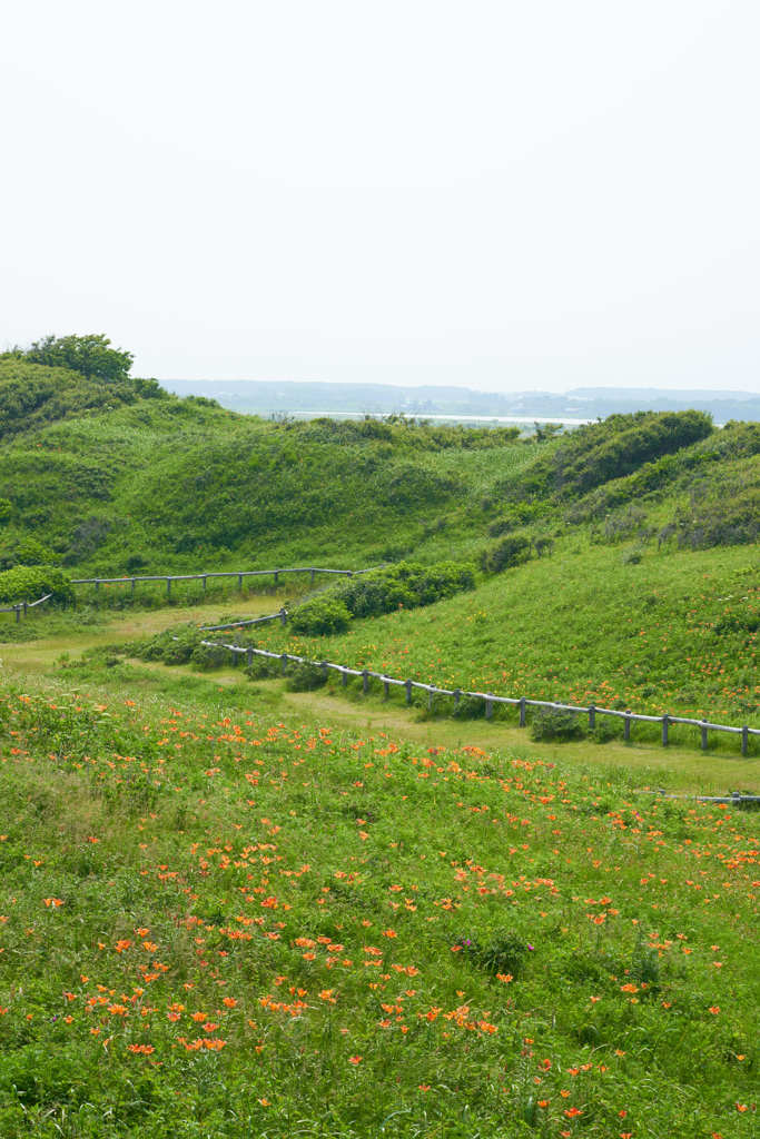 小清水原生花園