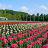 Farm Tomita 5