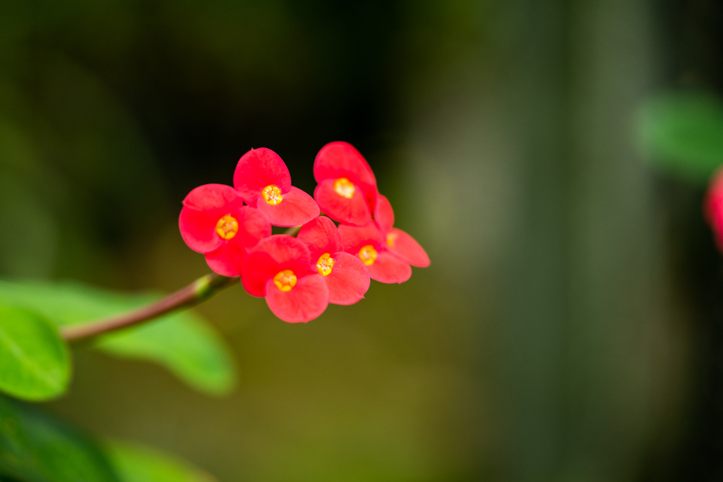 温室の花③