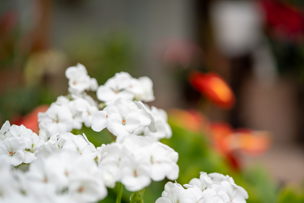 温室の花②