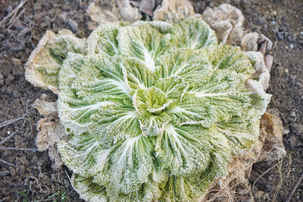 大きくなれなかった白菜