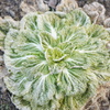 大きくなれなかった白菜