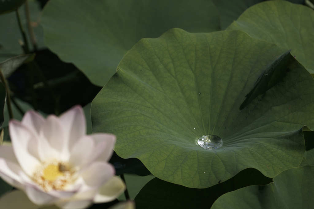 北の蓮池　Ⅶ