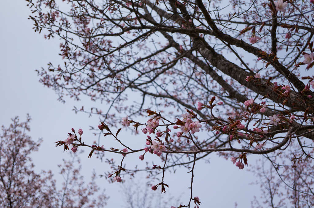 桜　Ⅰ