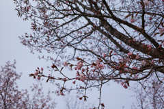 桜　Ⅰ