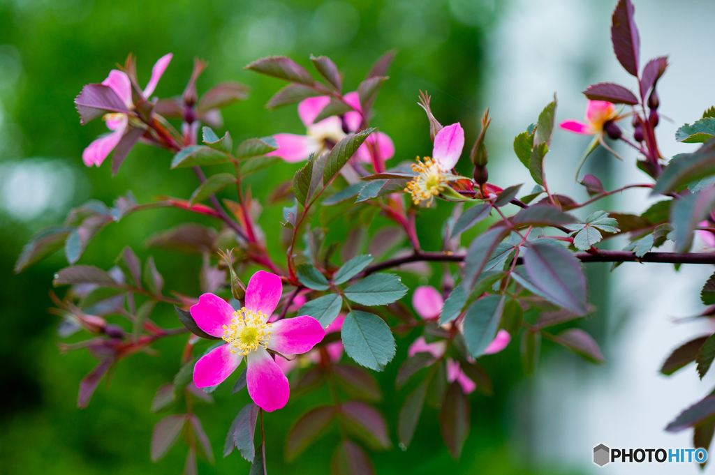 今朝の花　①