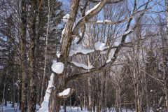 這い上がる雪塊＿４