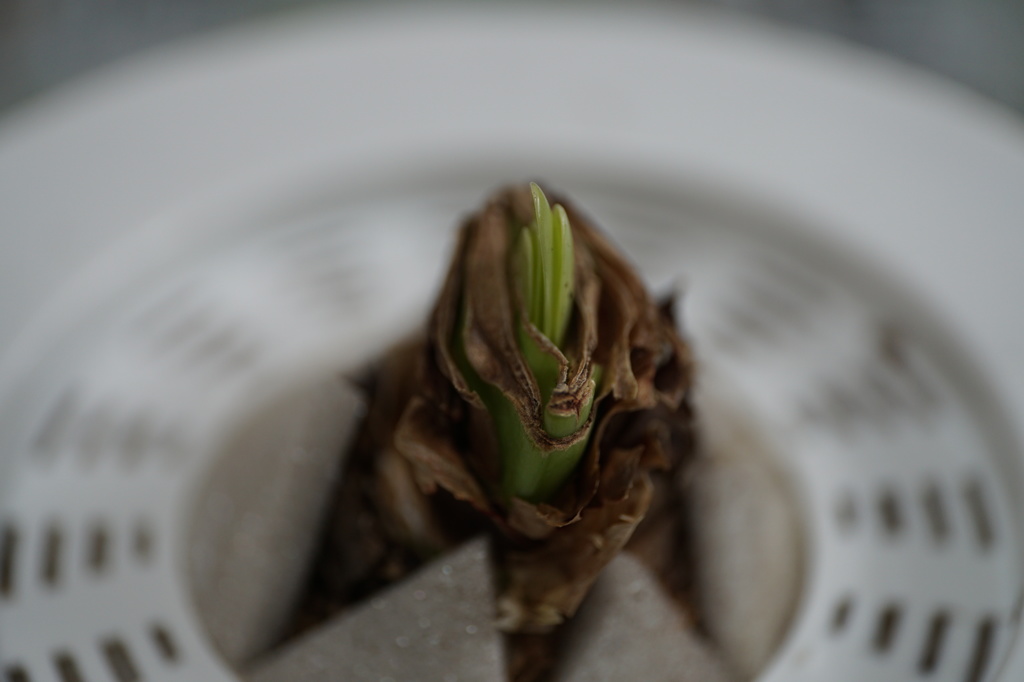 花を見たくてⅡ