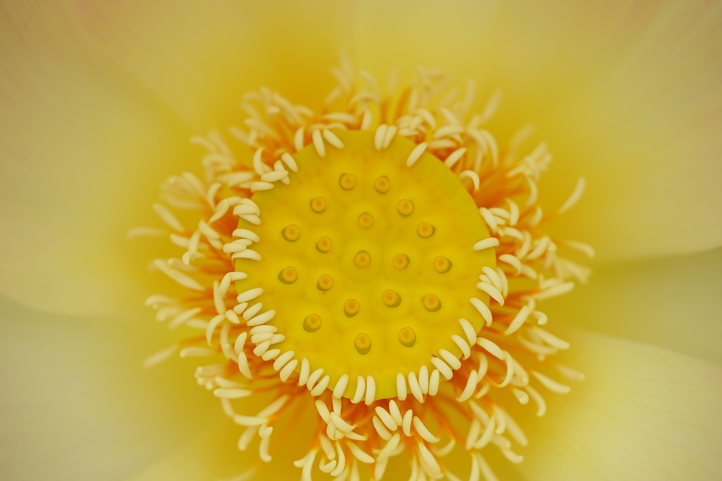 花芯
