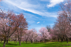 今年の桜　①