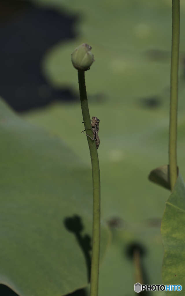 てっぺん目指して