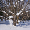 這い上がる雪塊＿３