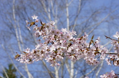sakura Ⅲ