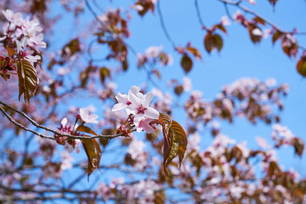 青空と桜　Ⅱ