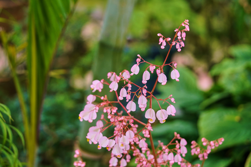 温室の花　⓼