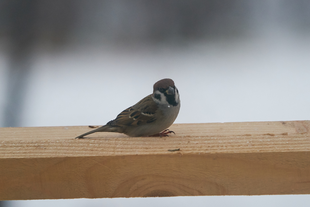 庭に来る野鳥たち　Ⅳ