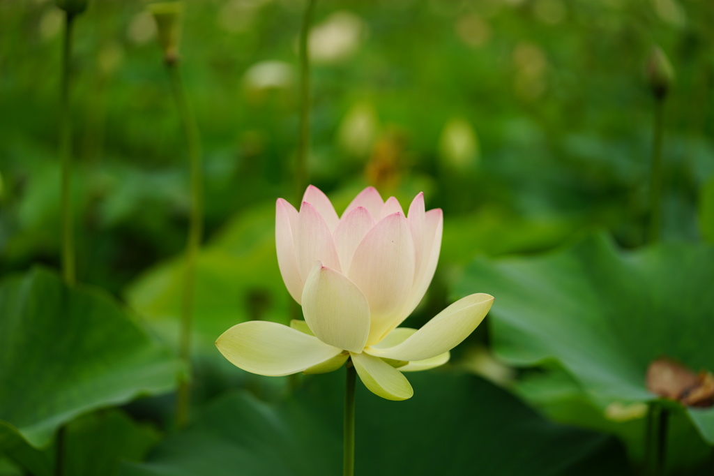 横顔