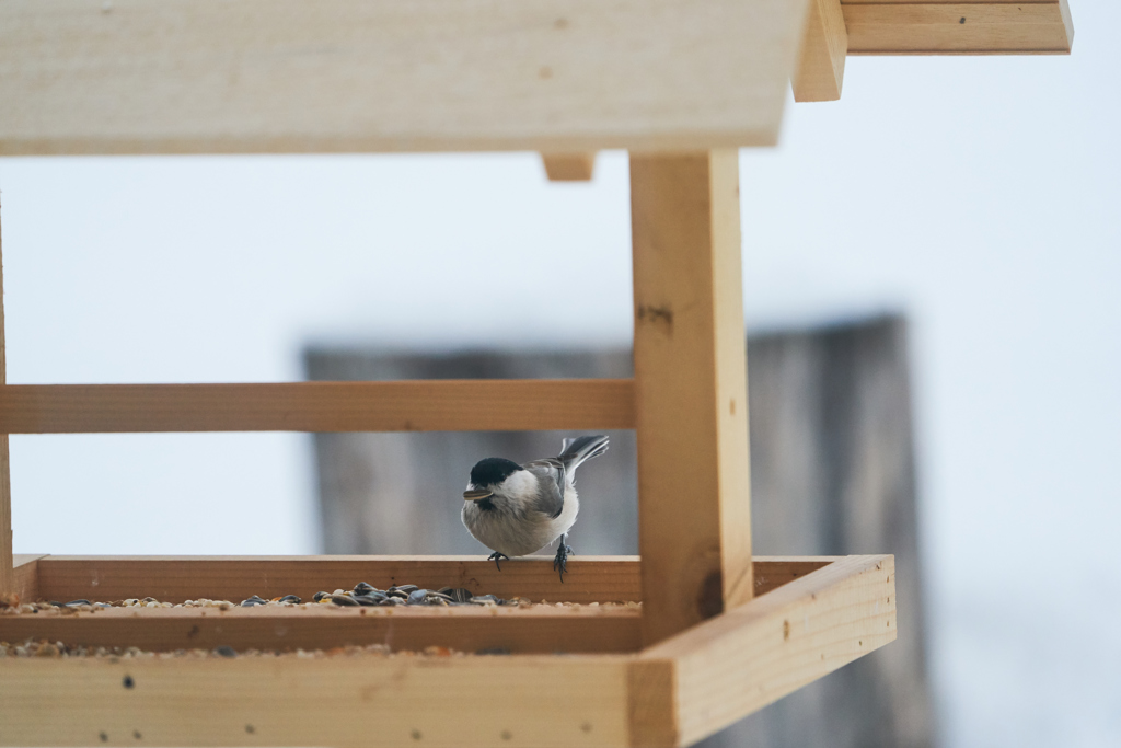 庭に来る野鳥たち　Ⅵ