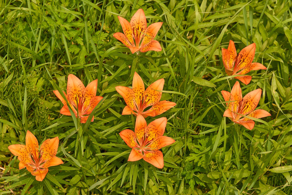 初夏の花　Ⅱ