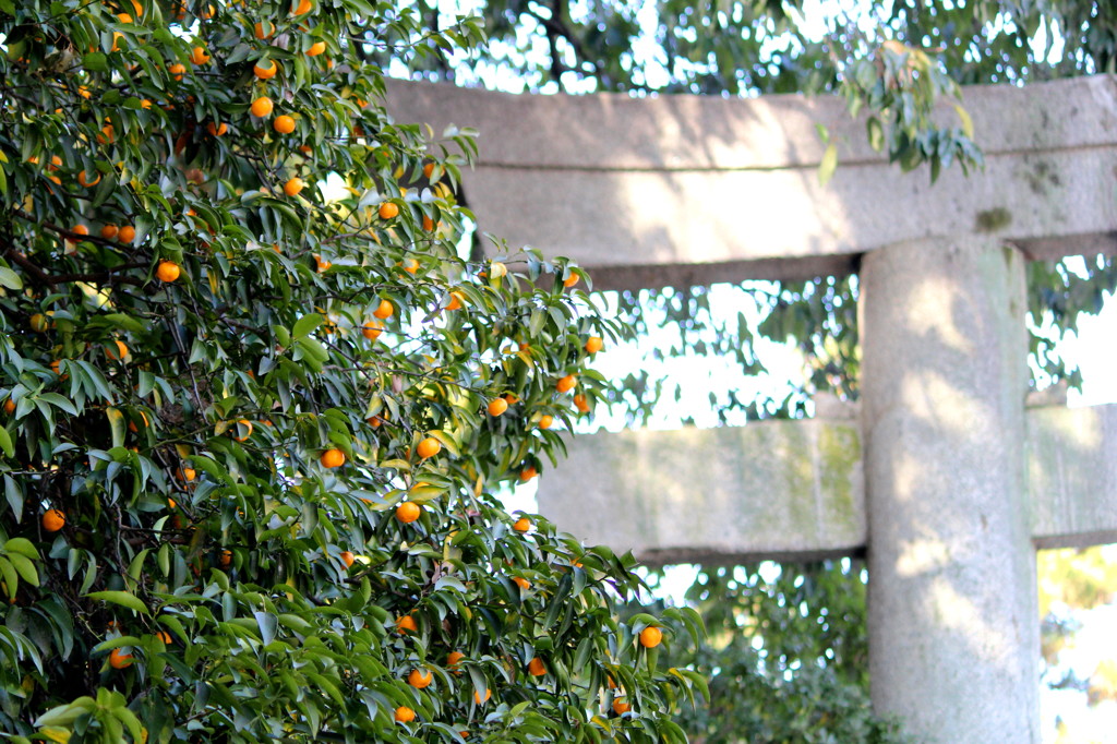 citrus wind