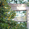citrus wind
