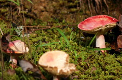 gaudy-mushrooms