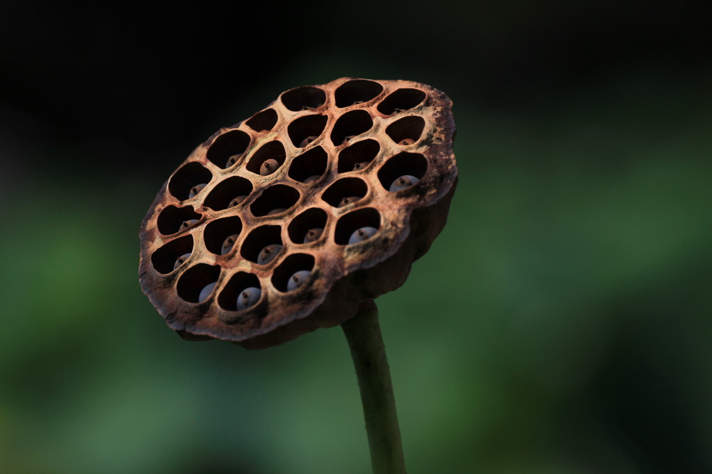 lotus seeds