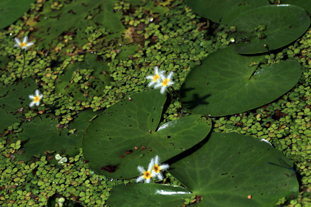 tiny lilies