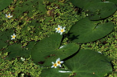 tiny lilies