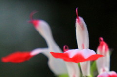 cherry sage