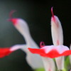 cherry sage