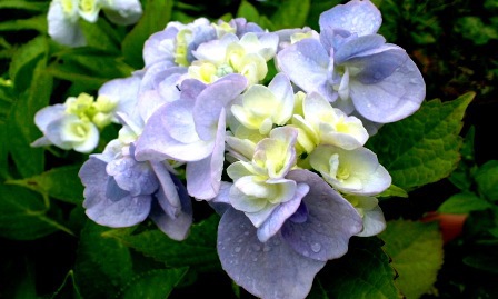 pale purple