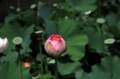 plump bud