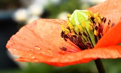 open buds