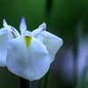 gracehul