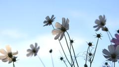 cosmos 3