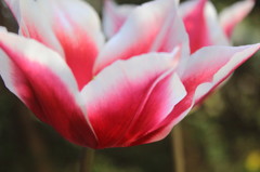 tulip petal