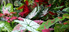 colorful leaves
