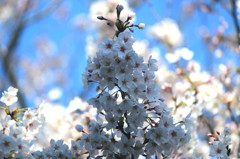 sakura-saku