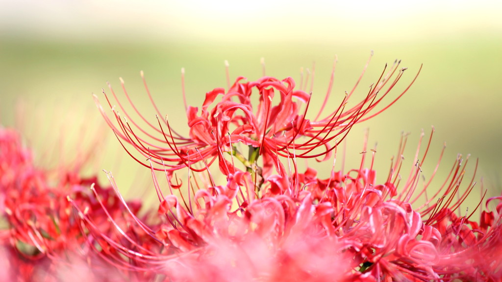 lycoris 3