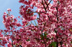  sakura4