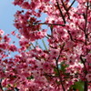  sakura4